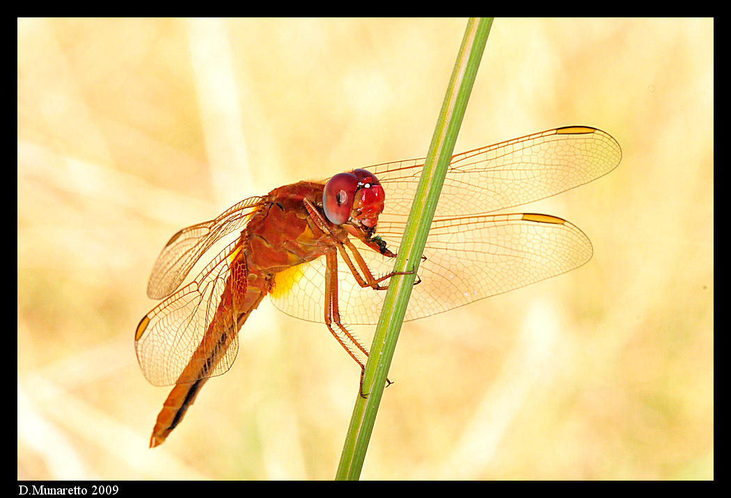 Libellula rossa