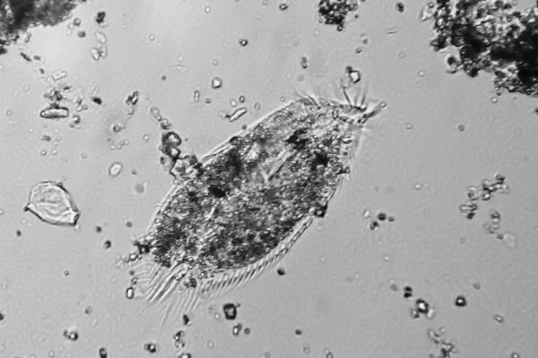 Sogliola Microscopica