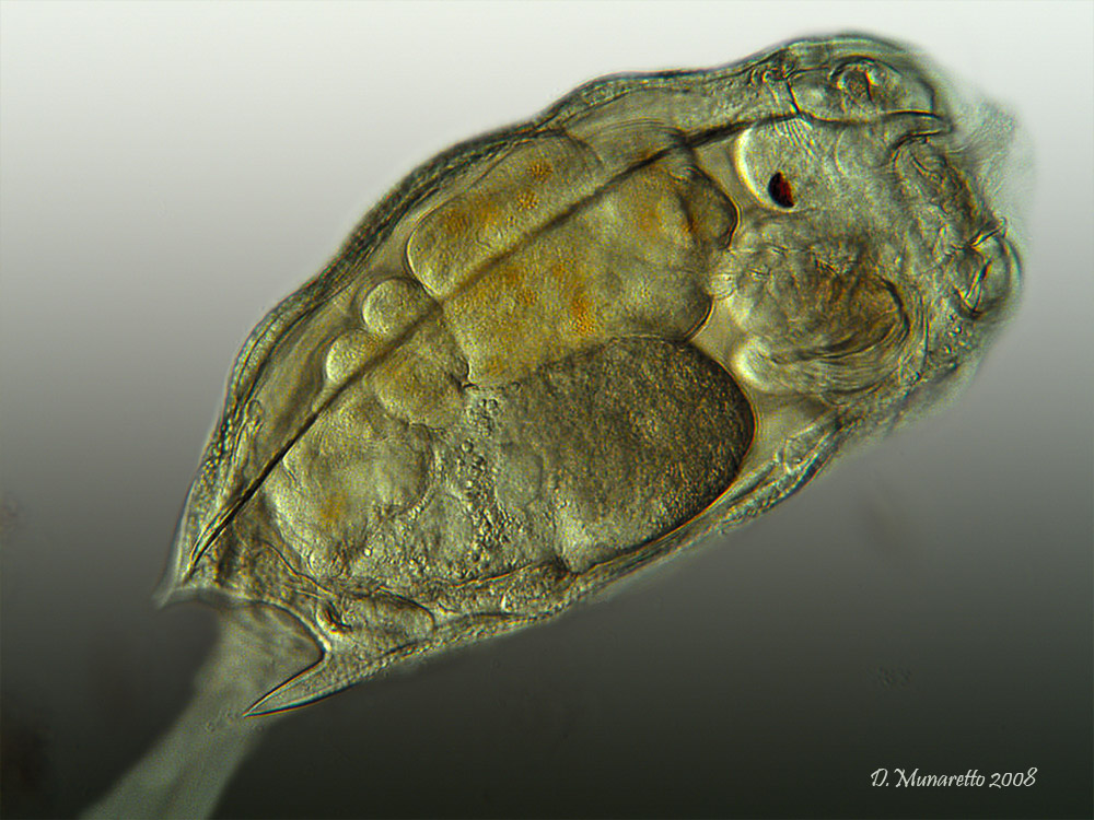 Mytilina Mucronata