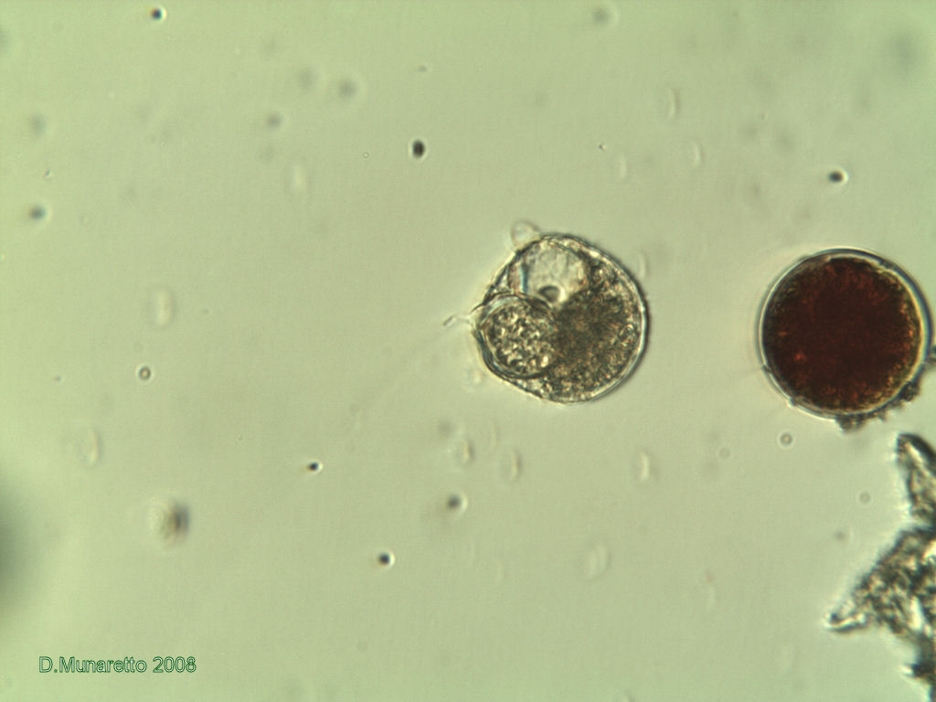 Haematococcus pluvialis