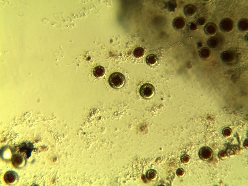 Haematococcus pluvialis