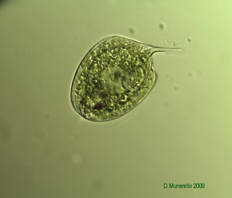 Vari tipi di Euglena...