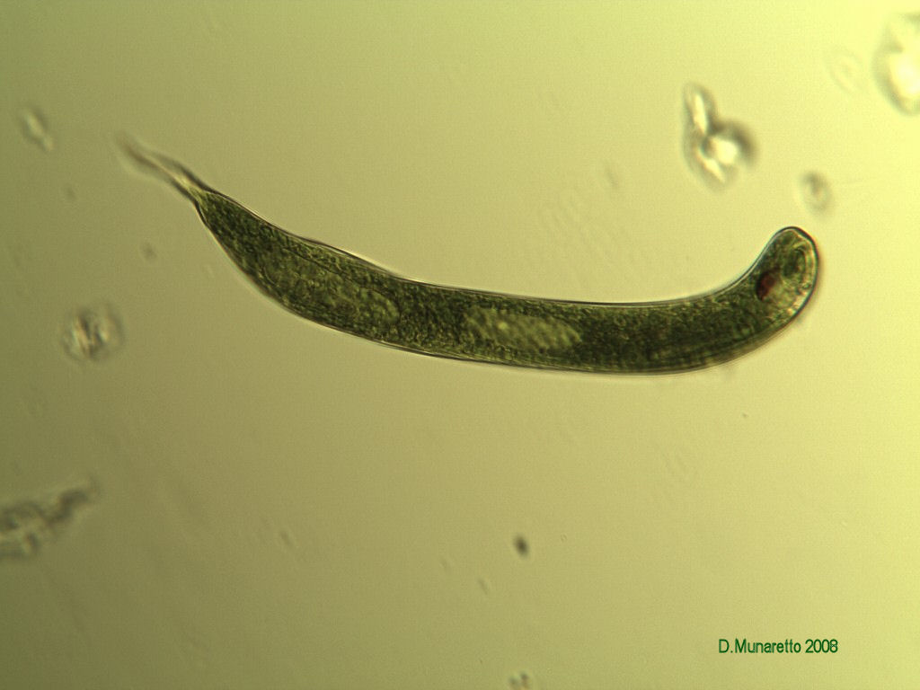 Euglena 1