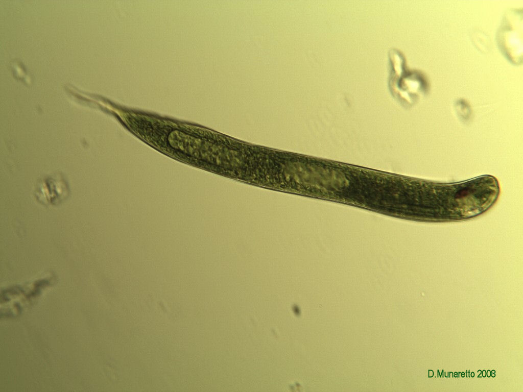 Euglena 1