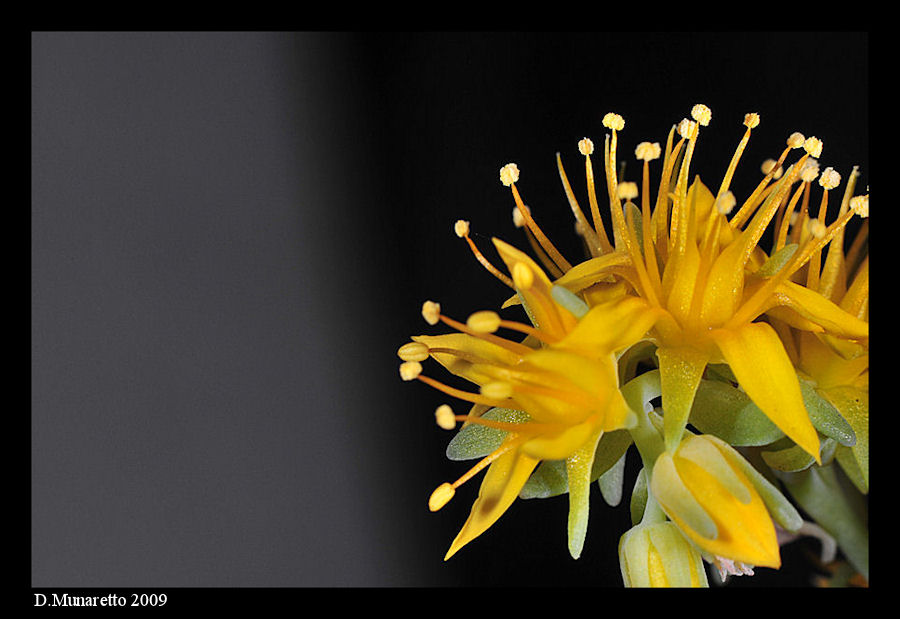 Pianta grassa e fiori di notte