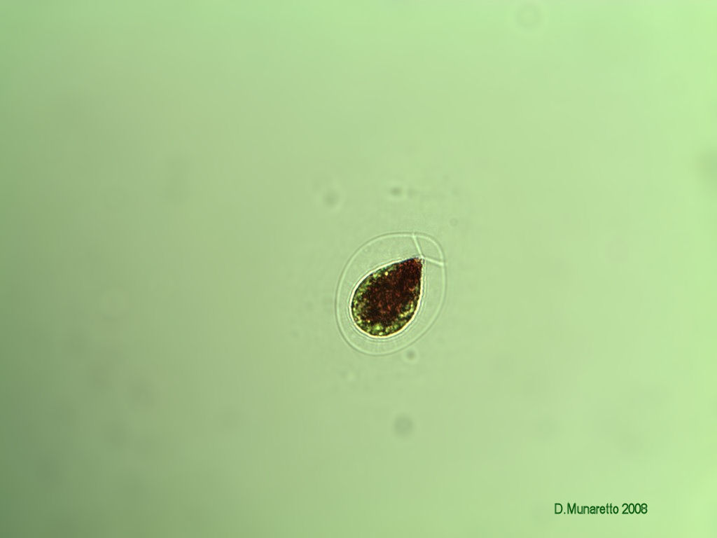 Ancora Hematococcus