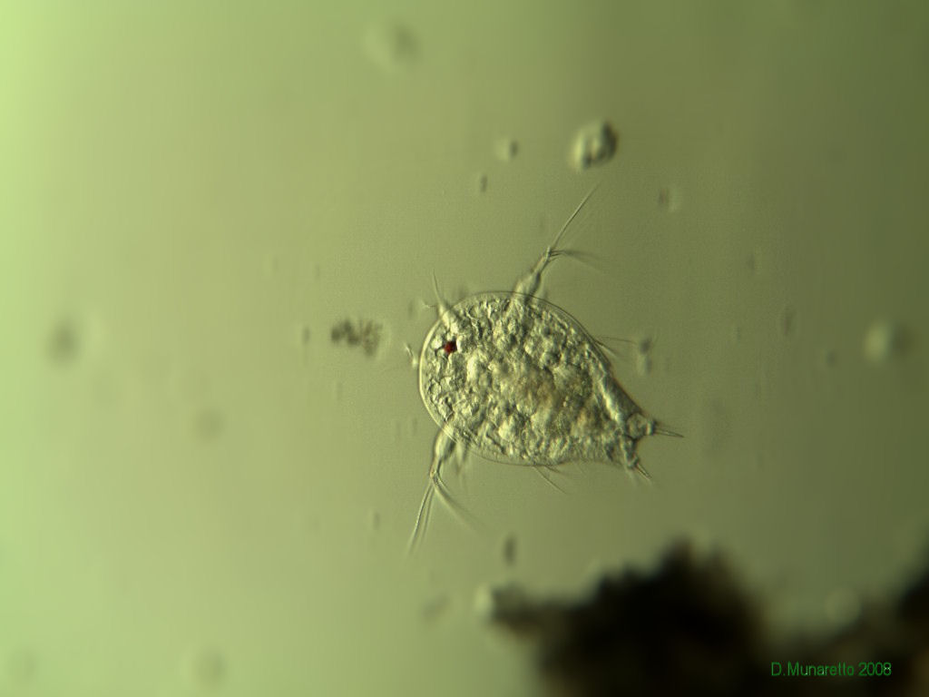 Nauplio di Copepode