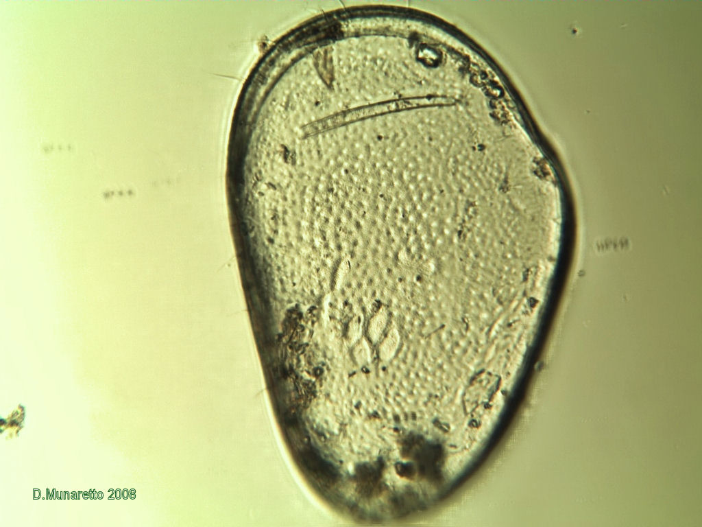 Il fu...Ostracode...