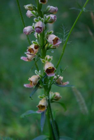 Digitalis ferruginea