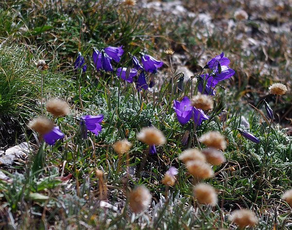 Edraianthus graminifolius e Campanula scheuchzeri