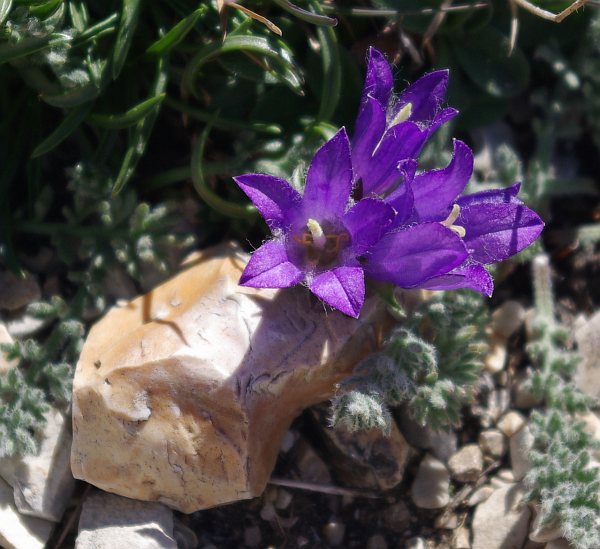 Edraianthus graminifolius e Campanula scheuchzeri