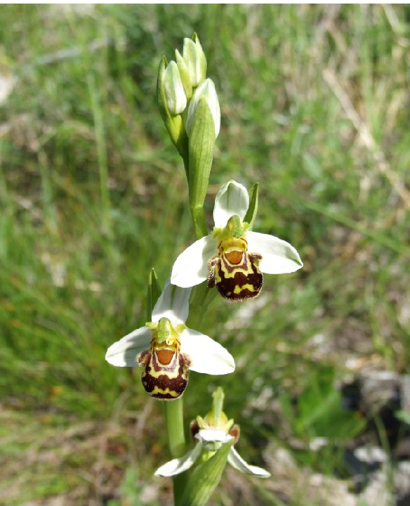 il meglio fiore 2008