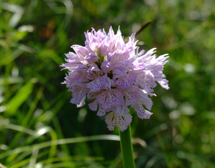 il meglio fiore 2008