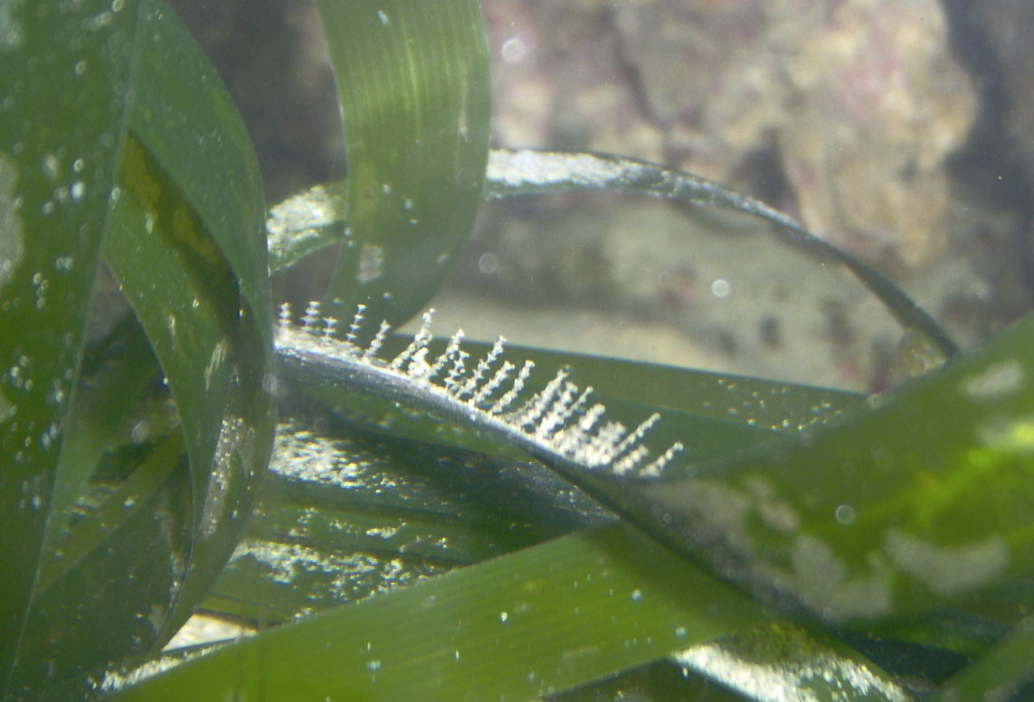 Sertularia perpusilla e Aglaophenia harpago