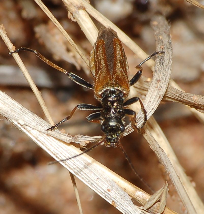 Sicilia: Quale oedemera?