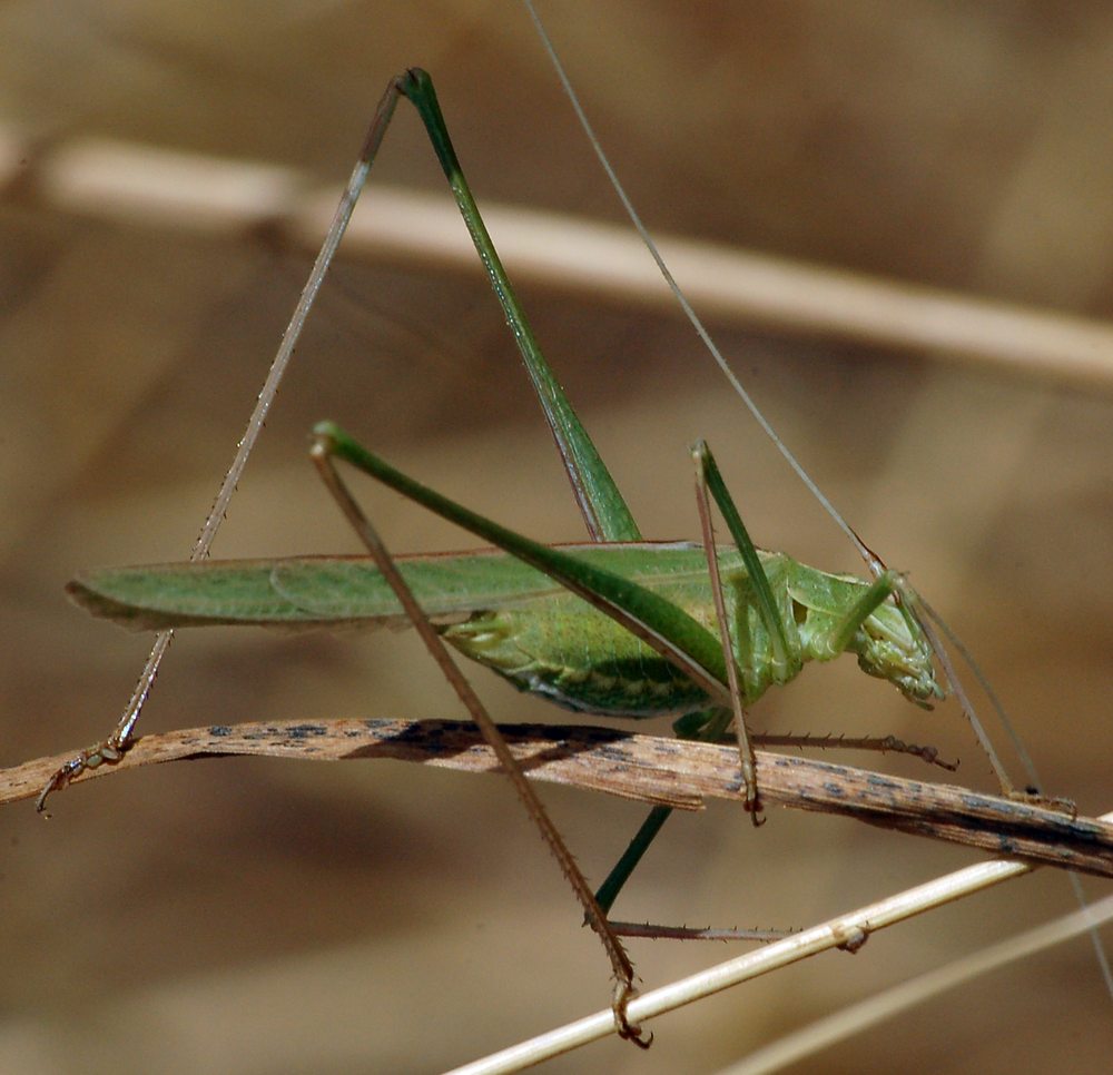 Conocephalidae?