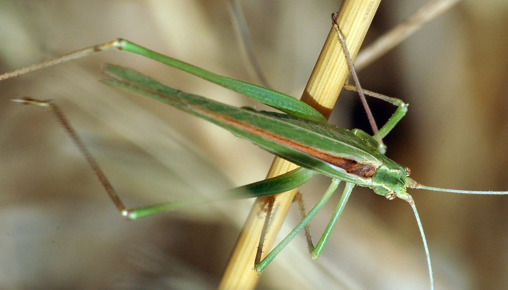 Conocephalidae?