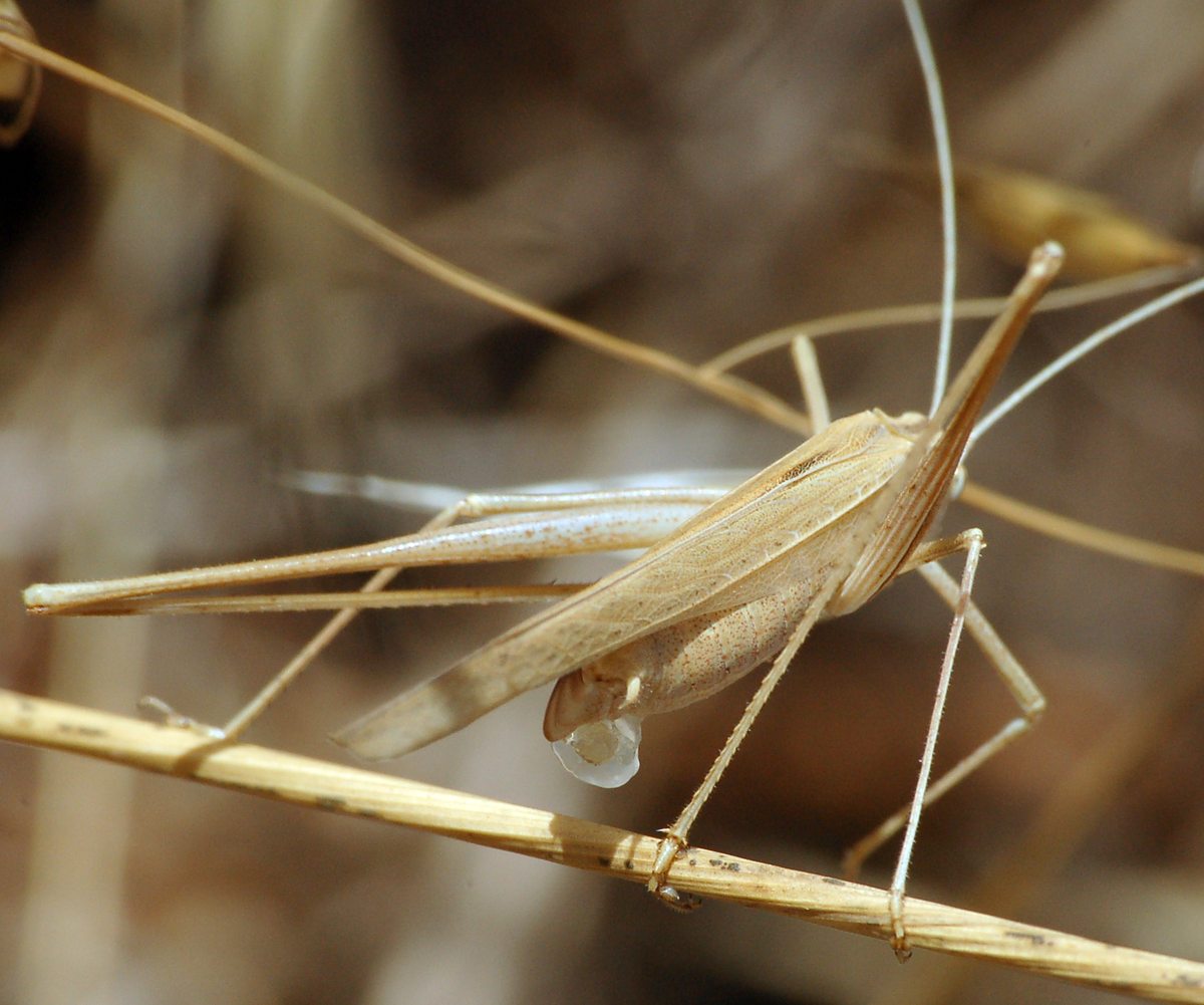 Identificazione cavalletta beige