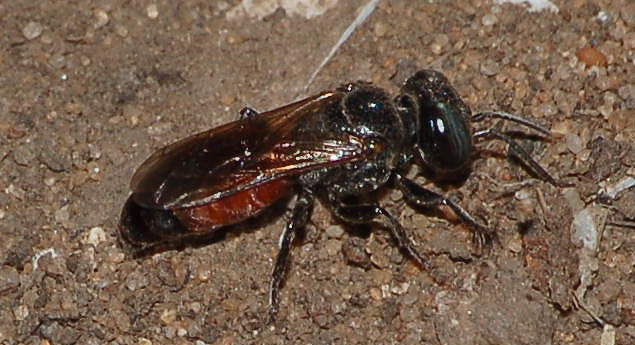 cleptoparassita? No. femmina di Tachisphex sp.