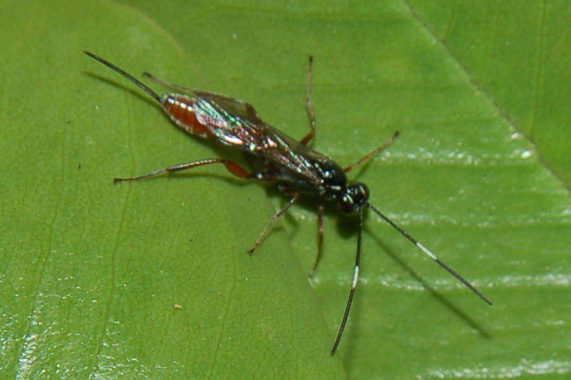 Ichneumonidae.