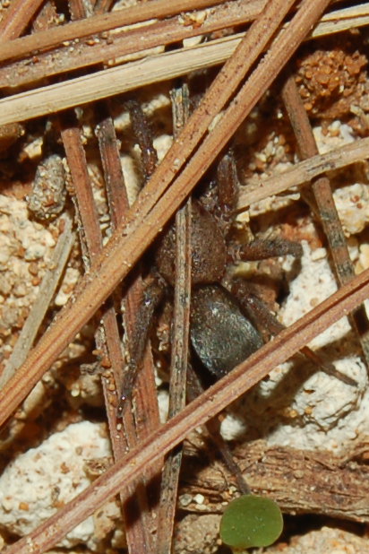 Gnaphosidae