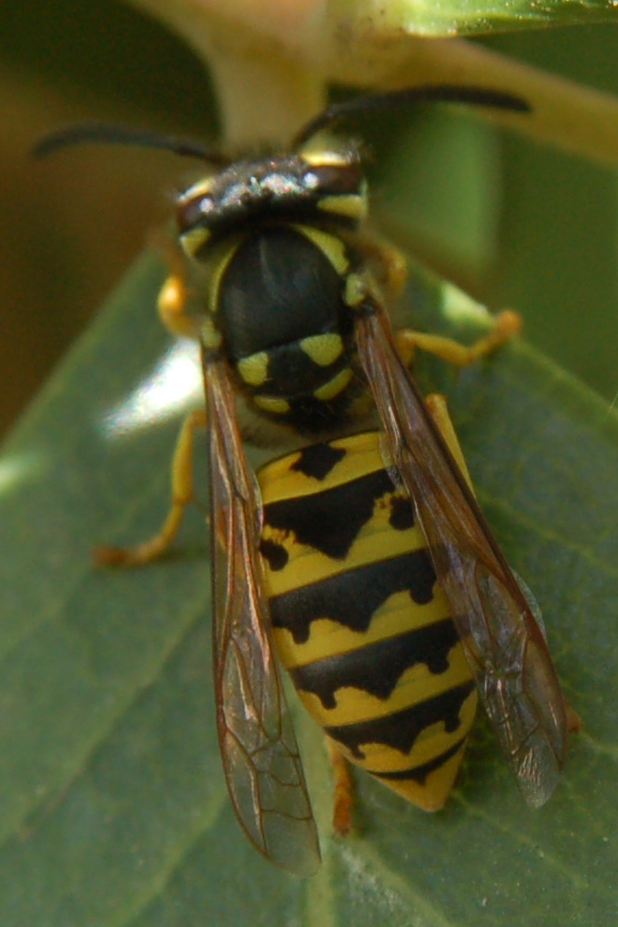 Vespula germanica (Vespidae)