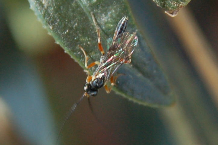 Ichneumonidae