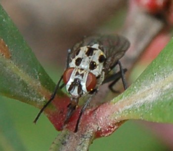 identificazione mosca maculata + spot giallo