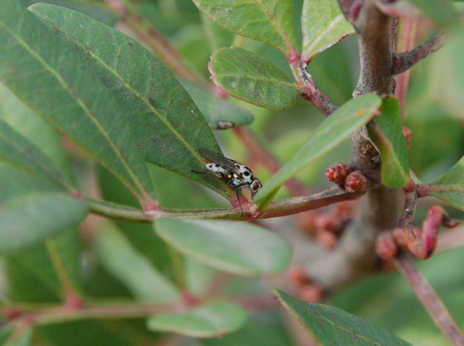 identificazione mosca maculata + spot giallo