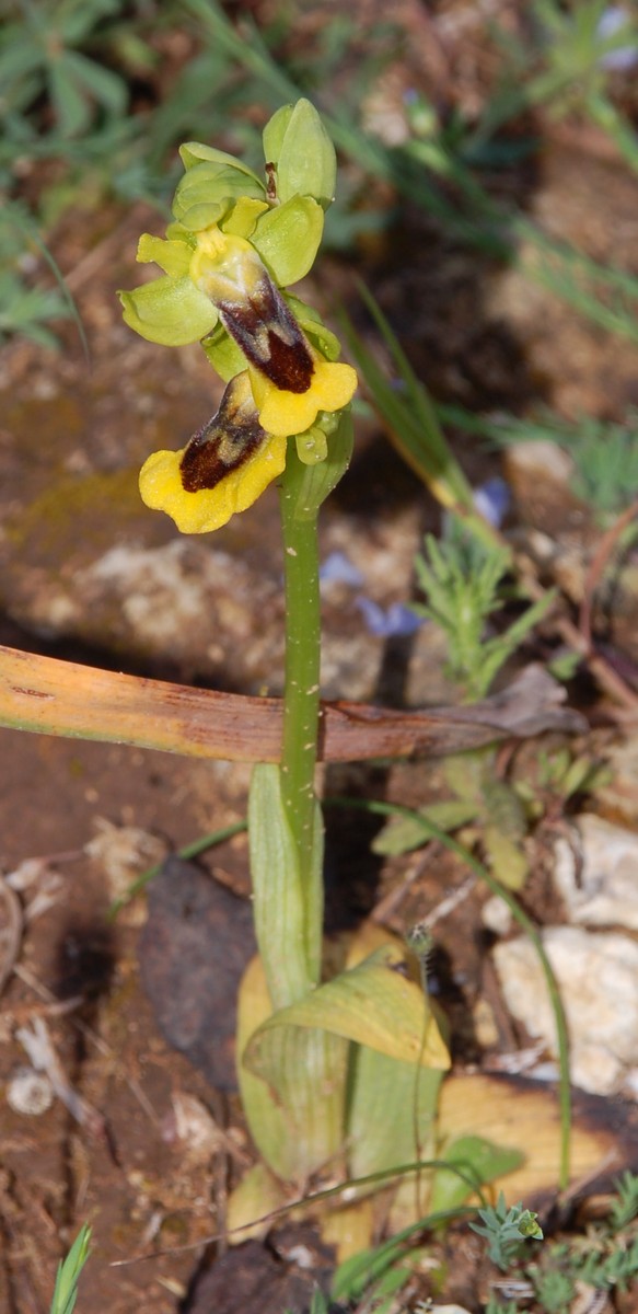 Piantina a Fiori gialli: Ophrys lutea