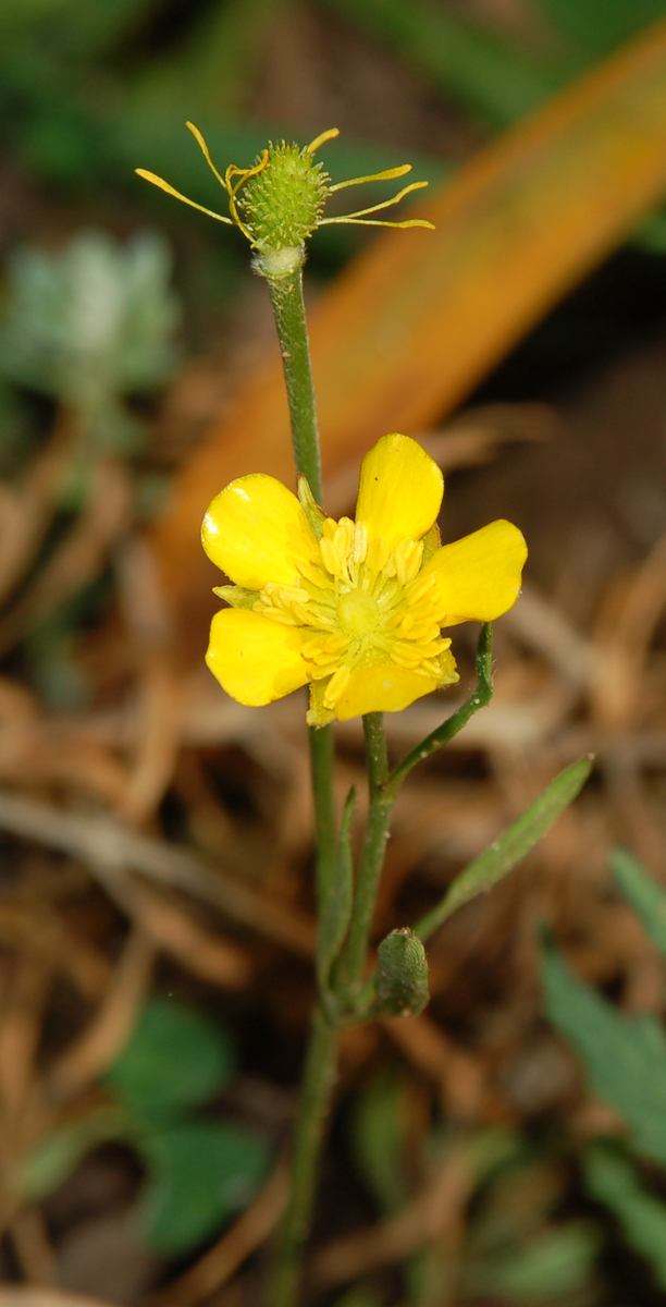 Ranunculus paludosus / Ranuncolo paludoso