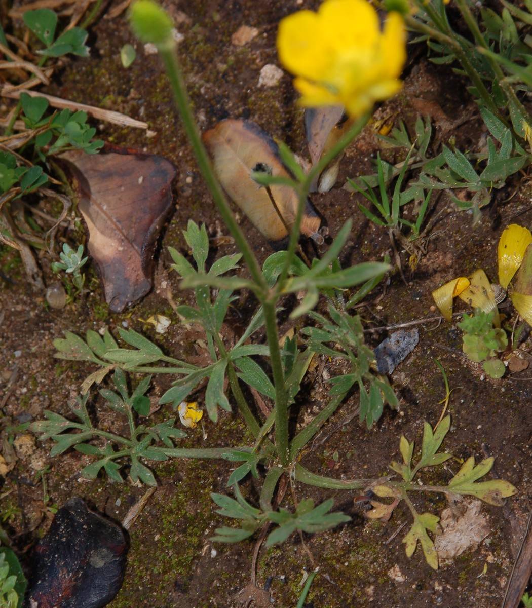 Ranunculus paludosus / Ranuncolo paludoso