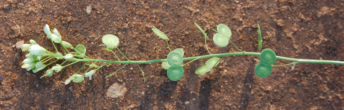 Biscutella maritima / Biscutella lirata