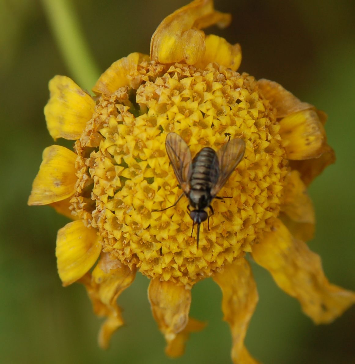 Usia sp (Bombilyidae).