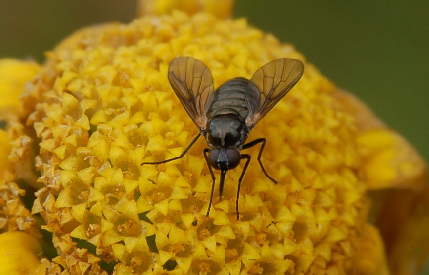 Usia sp (Bombilyidae).