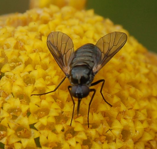 Usia sp (Bombilyidae).