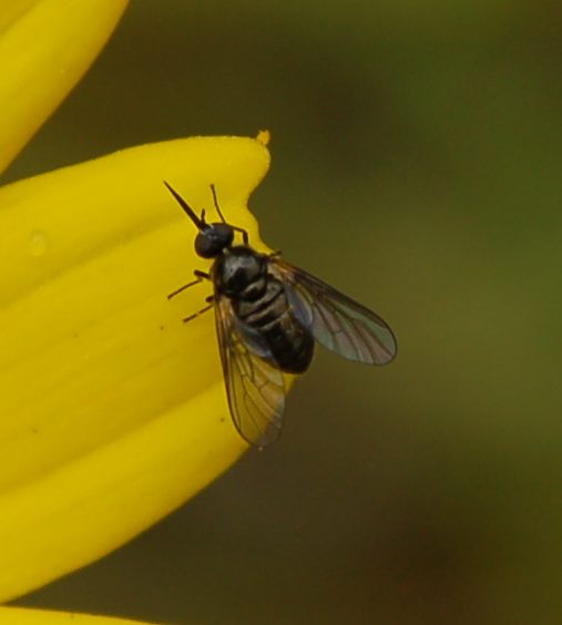 Usia sp (Bombilyidae).