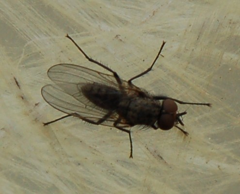 Anthomyiidae M.