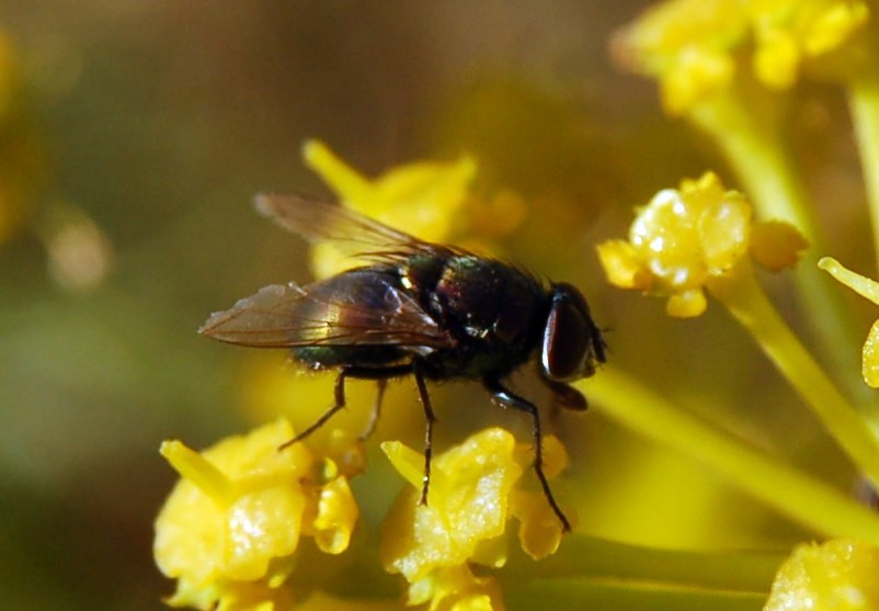 Lucilia molto scura