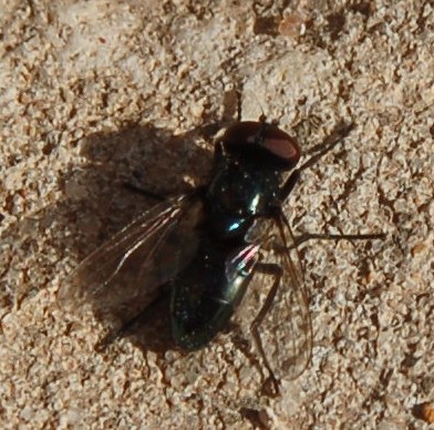 Mosca nero lucido rara: Hydrotaea aenescens