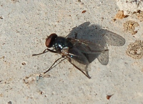 Mosca nero lucido rara: Hydrotaea aenescens