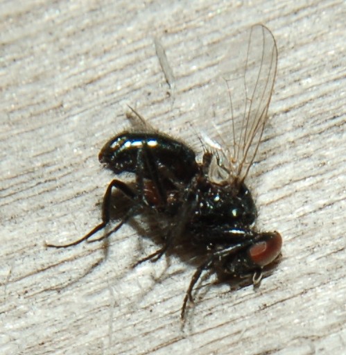 Mosca nero lucido rara: Hydrotaea aenescens