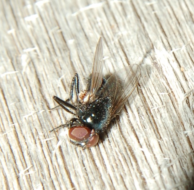 Mosca nero lucido rara: Hydrotaea aenescens