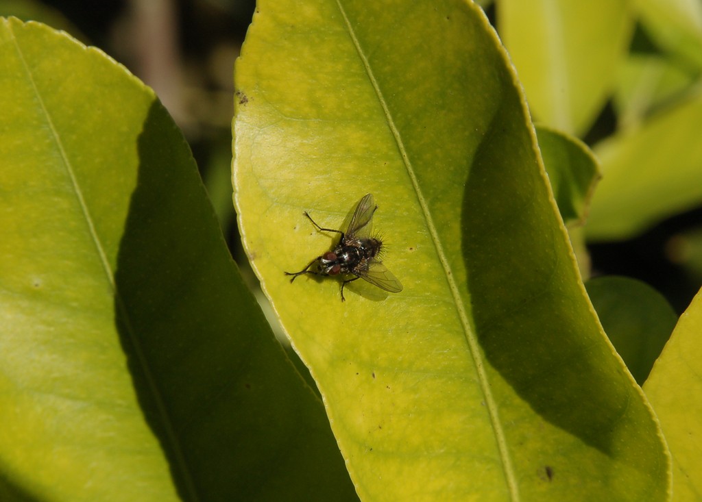 Possibile Meigenia sp. M (Tachinidae)