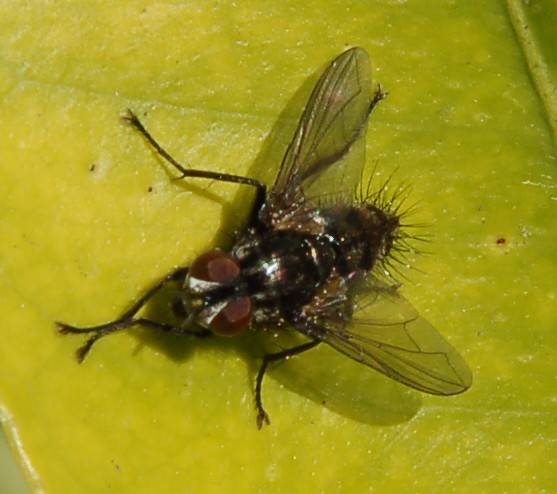 Possibile Meigenia sp. M (Tachinidae)