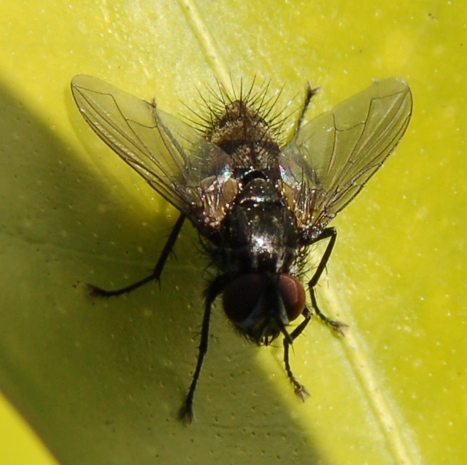 Possibile Meigenia sp. M (Tachinidae)