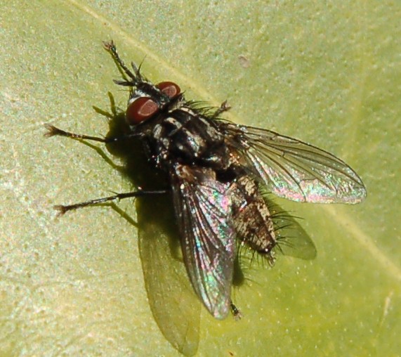 Possibile Meigenia sp. M (Tachinidae)