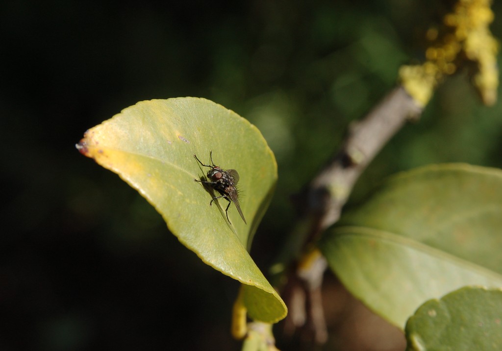 Possibile Meigenia sp. M (Tachinidae)