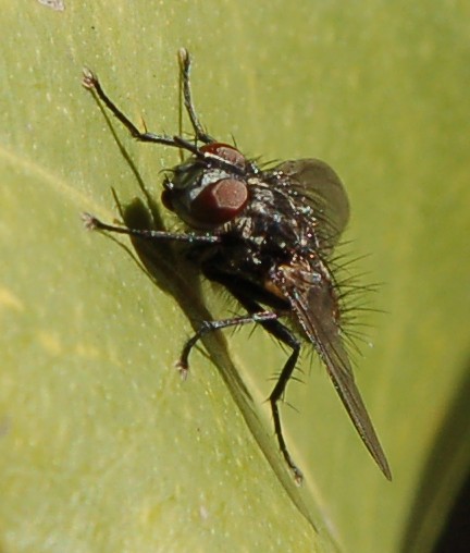 Possibile Meigenia sp. M (Tachinidae)