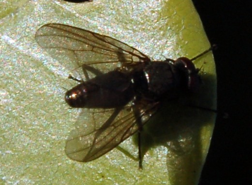Hebecnema sp. (Muscidae)